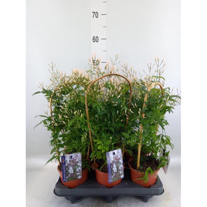 <h4>Jasminum polyanthum</h4>