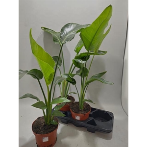 STRELITZIA NICOLAI