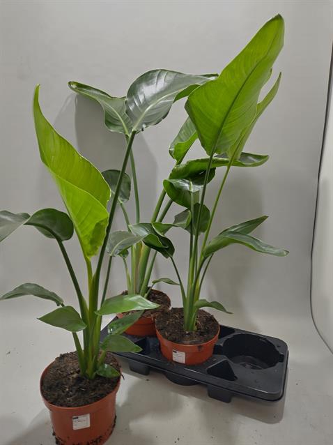 <h4>STRELITZIA NICOLAI</h4>