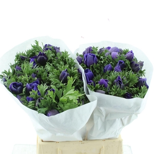 Anem Mistral Blue Super