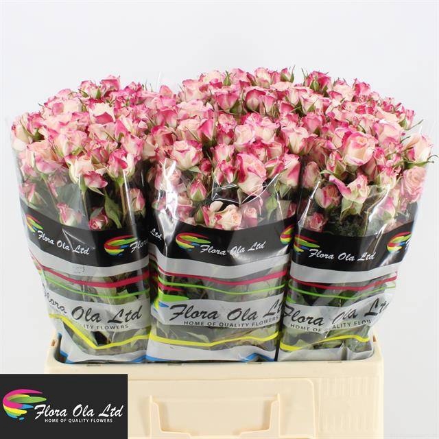 <h4>R Tr Reflex Flora Ola</h4>