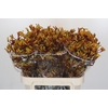 Anigozanthos Gold Fever