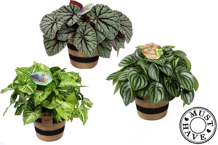 <h4>Ov Kamerplanten Gemengd Jutte Mand</h4>