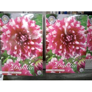 Dahlia   ...flowerbulbs