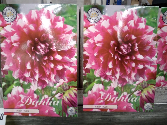 <h4>Dahlia   ...flowerbulbs</h4>