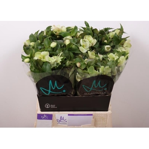 Helleborus Mammoth White Marginpar
