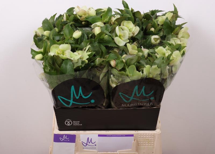 <h4>Helleborus Mammoth White Marginpar</h4>