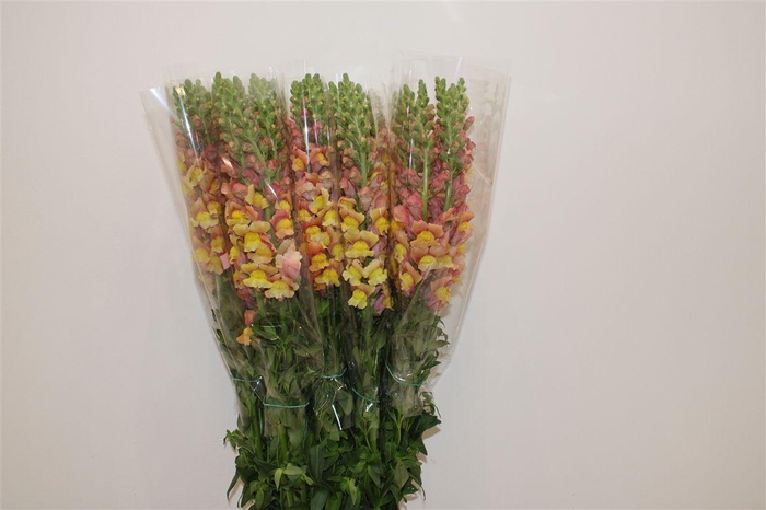 <h4>Antir Overig Light Orange</h4>