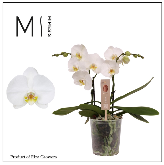 <h4>Phalaenopsis Spirit White 2 spike - 12cm | Mimesis</h4>