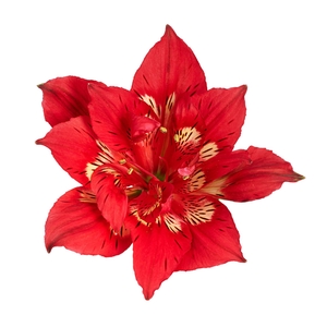 Alstroemeria Astronova Rigel