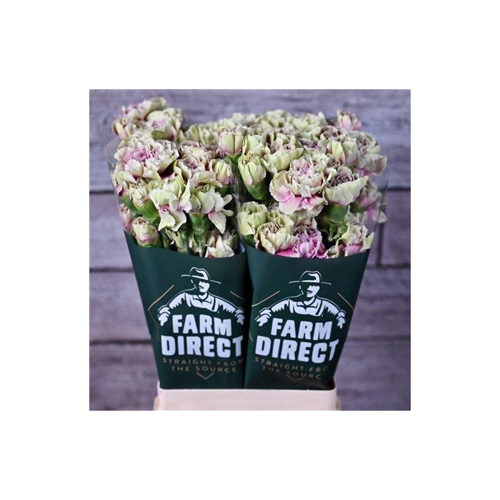 <h4>Di St Antigua</h4>