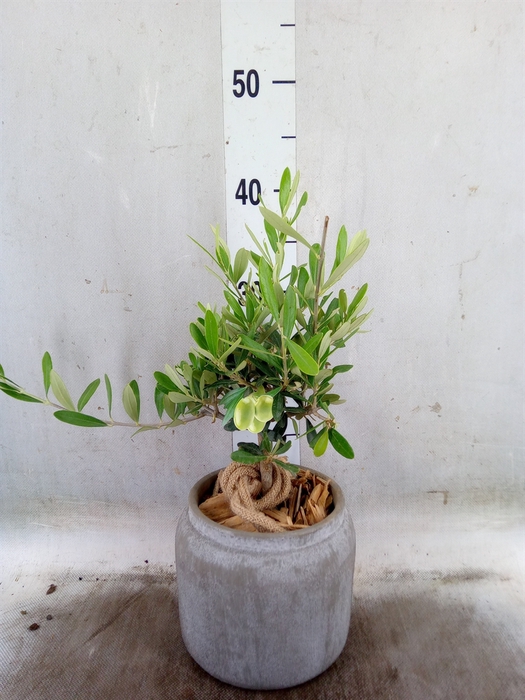 <h4>Arr.   Tuinplanten H%</h4>