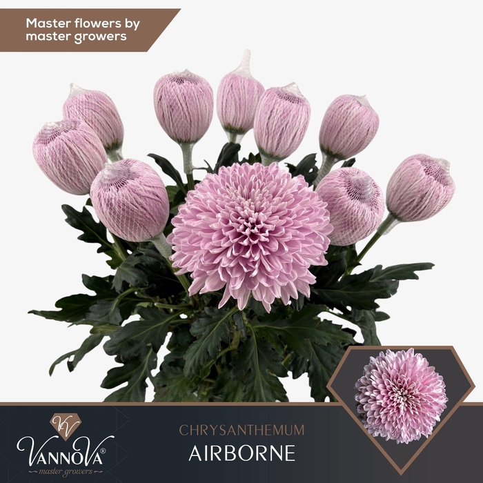 <h4>CHR G AIRBORNE</h4>