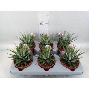 Haworthia fasciata 'Big Band'