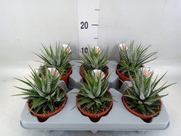 <h4>Haworthia fasciata 'Big Band'</h4>