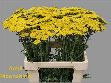 <h4>Achillea Moonshine</h4>
