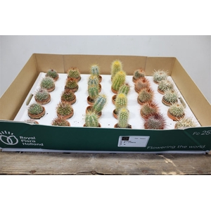 Cactus Gem Mini In Terra Cotta Potje