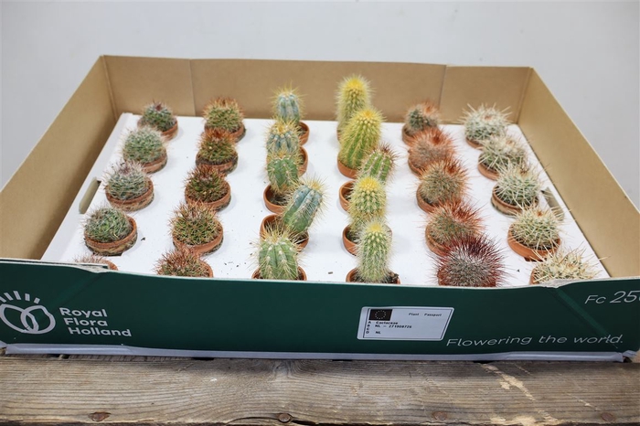 <h4>arr8 Cactus Gem Mini In Terra Cotta Potje</h4>