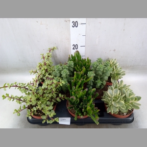 Crassula   ...mix