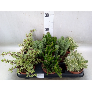Crassula   ...mix