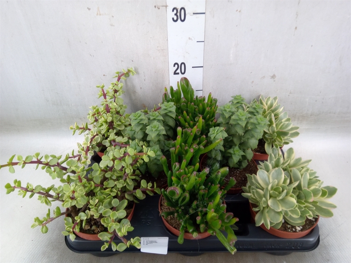 <h4>Crassula   ...mix</h4>