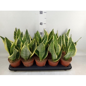 Sansevieria trifa. 'Futura Superba'
