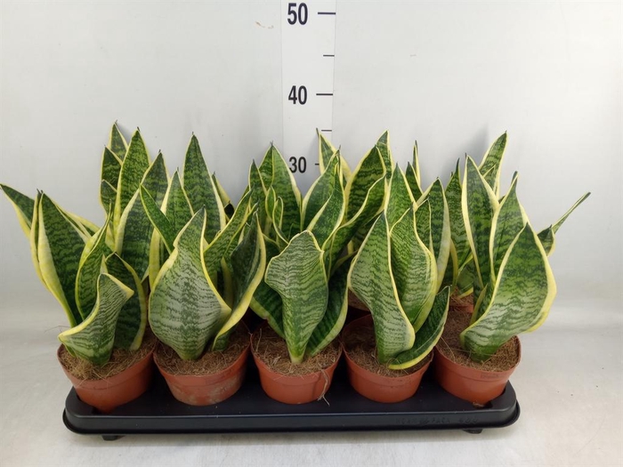 <h4>Sansevieria trifa. 'Futura Superba'</h4>