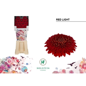 Germini Pomponi Red Light Diamond