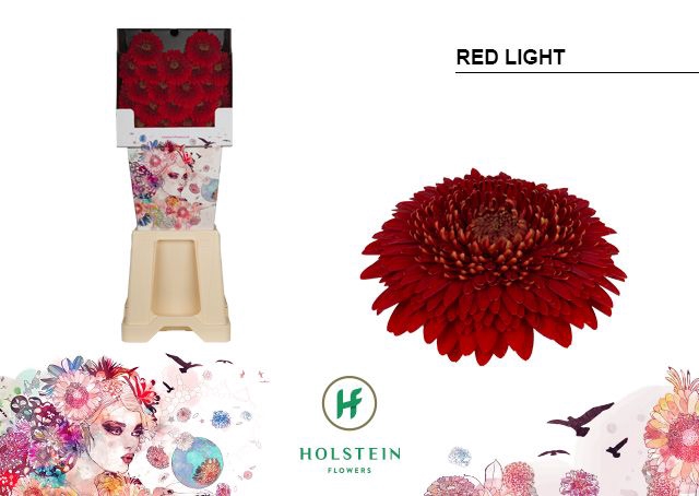 <h4>Germini Pomponi Red Light Diamond</h4>