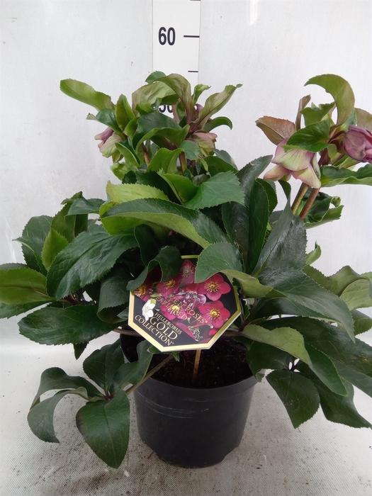 <h4>Helleborus  'Ice N Roses Early Ros'</h4>