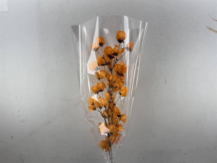 Dried Bougainvillea X5 55cm Orange Bunch
