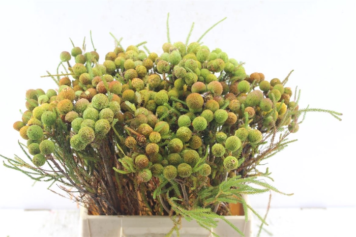 <h4>Kaaps Berz Galpinii Baubles</h4>