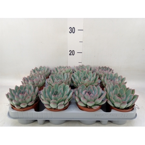 Echeveria  'Apus'