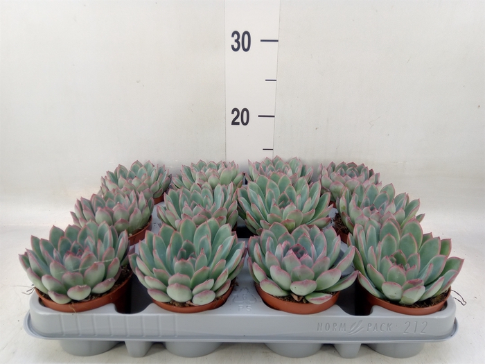 <h4>Echeveria  'Apus'</h4>
