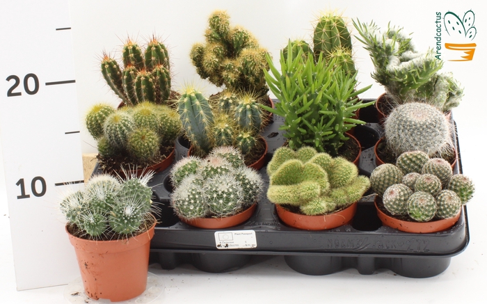 <h4>CACTUS GEM</h4>