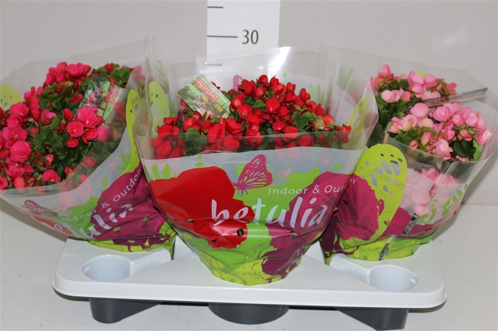 <h4>Begonia En Betulia Gemengd A2</h4>