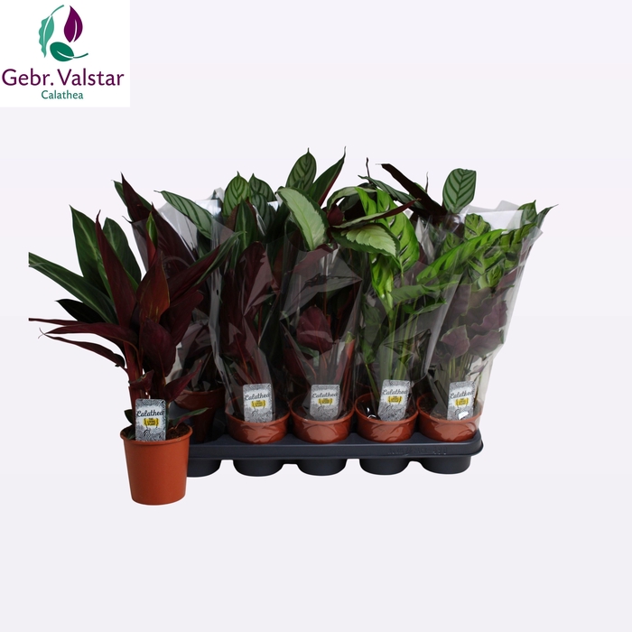 <h4>CALAT GEM 3 SRT</h4>