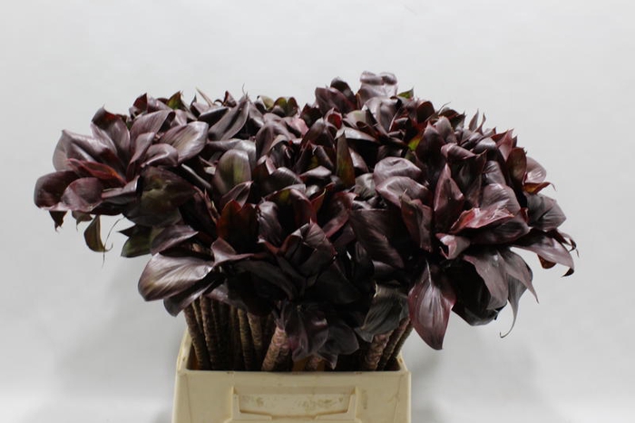 <h4>Cordyline Compacta Black 50 Cm</h4>