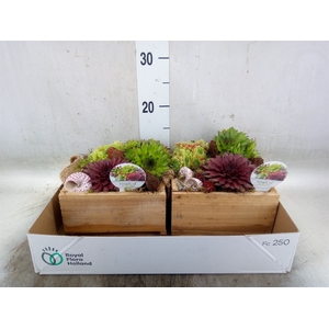 Arr.  Sempervivum L%