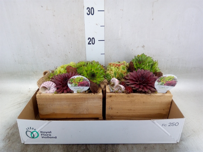 <h4>Arr.  Sempervivum L%</h4>