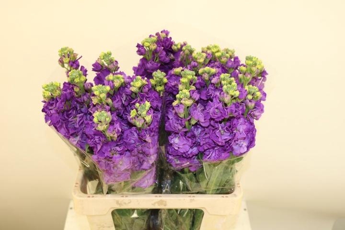 <h4>MATTH IRON PURPLE</h4>