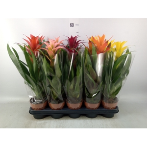 Guzmania   ...mix