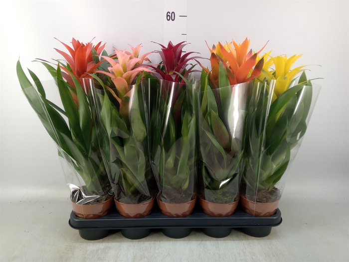 <h4>Guzmania   ...mix</h4>