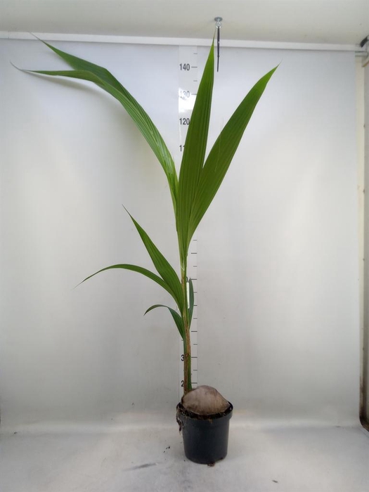 <h4>Cocos nucifera</h4>