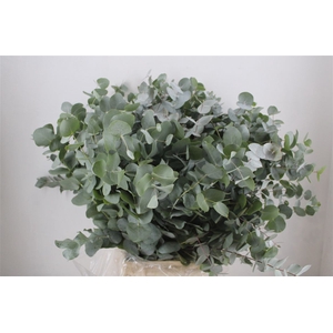Euca Cinerea 300gr P Bunch