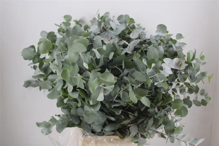 <h4>Euca Cinerea 300gr P Bunch</h4>