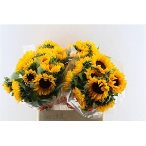 Helianthus Orange Fire