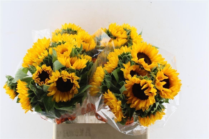 <h4>Helianthus Orange Fire</h4>