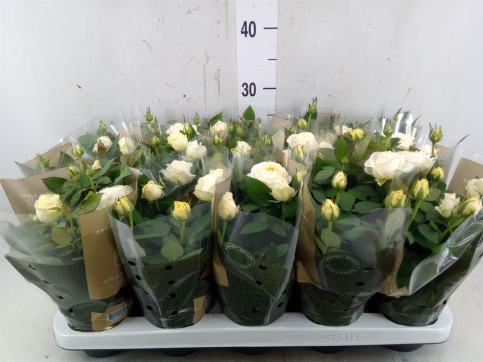 <h4>Rosa  'Belami Kordana'</h4>