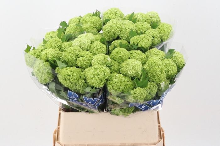 <h4>Viburnum Roseum St</h4>